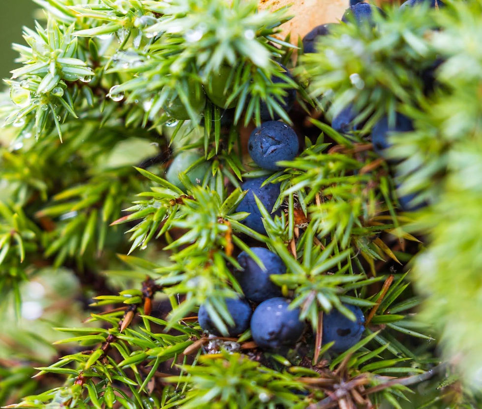 Blue juniper berries clustered on a branch of an evergreen shrub.