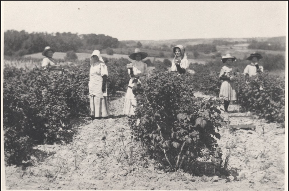 A black and white historical photograph of six women standing in a raspberry farm.