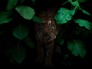 An image of a tiger standing in shadow, in the middle of dense, leafy jungle vegetation.