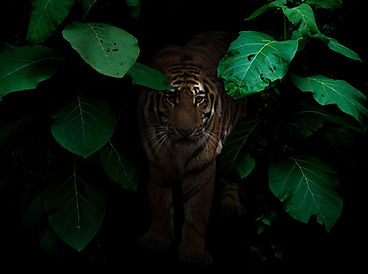 An image of a tiger standing in shadow, in the middle of dense, leafy jungle vegetation.